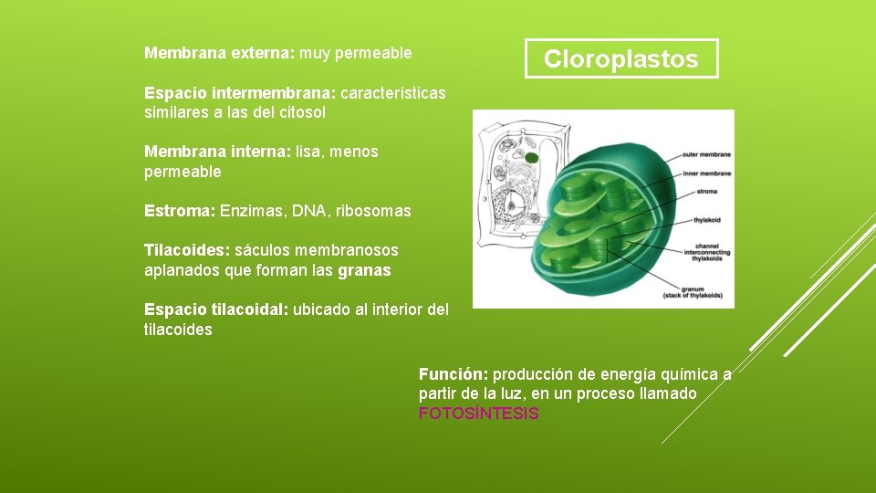Membrana externa: muy permeable Cloroplastos Espacio intermembrana: características similares a las del citosol Membrana