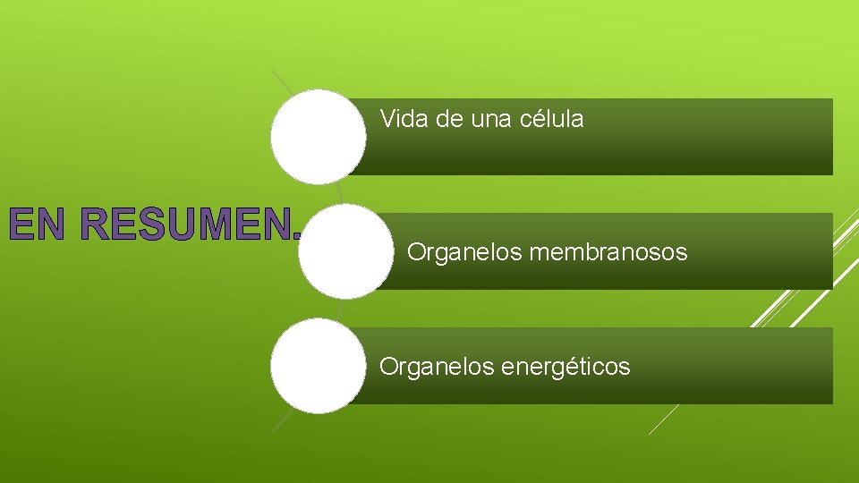 Vida de una célula EN RESUMEN… Organelos membranosos Organelos energéticos 