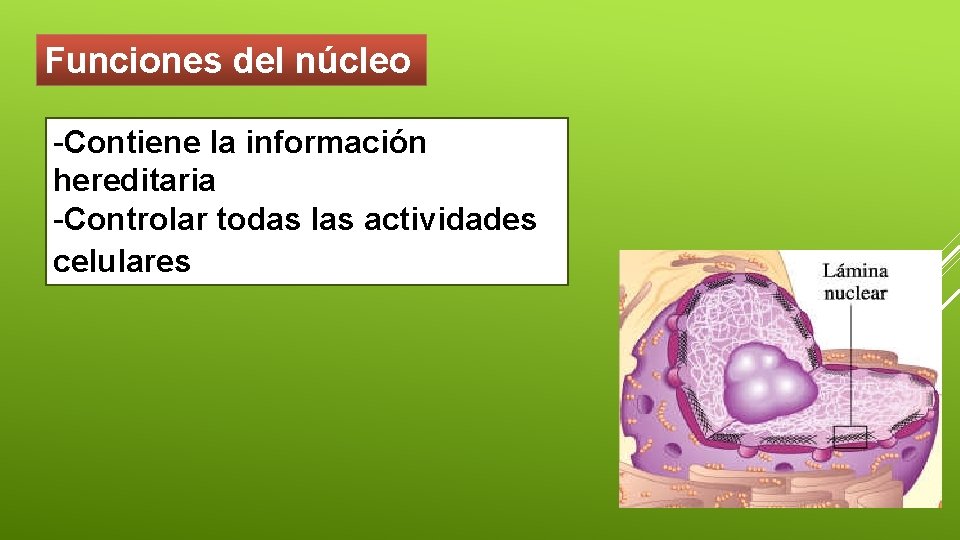 Funciones del núcleo -Contiene la información hereditaria -Controlar todas las actividades celulares 