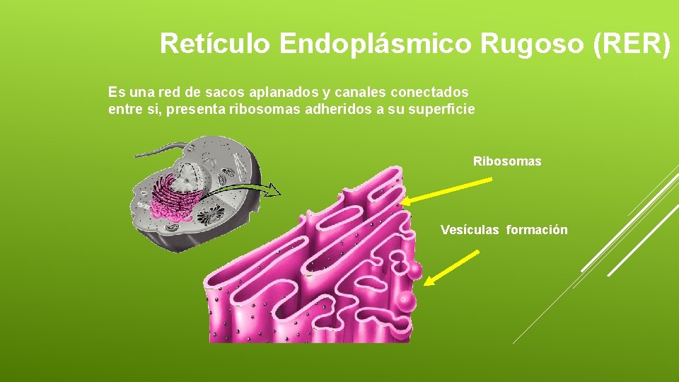 Retículo Endoplásmico Rugoso (RER) Es una red de sacos aplanados y canales conectados entre