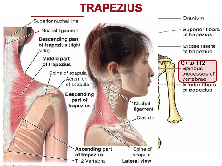 TRAPEZIUS Lateral 1/3 Spine of scapula C 7 to T 12 