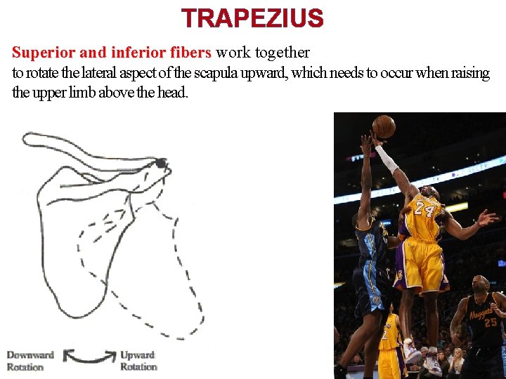 TRAPEZIUS Superior and inferior fibers work together to rotate the lateral aspect of the