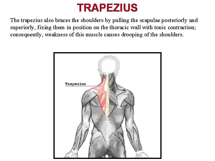 TRAPEZIUS The trapezius also braces the shoulders by pulling the scapulae posteriorly and superiorly,
