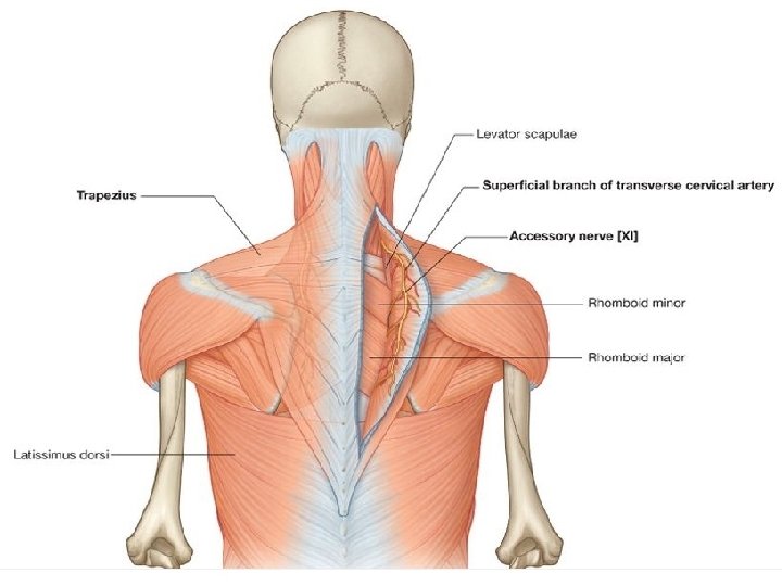 TRAPEZIUS Motor innervation of trapezius accessory nerve [XI] descends from the neck onto the