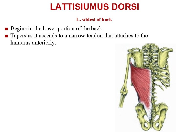 LATTISIUMUS DORSI L. widest of back Begins in the lower portion of the back