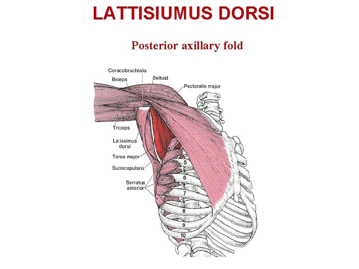 LATTISIUMUS DORSI Posterior axillary fold 