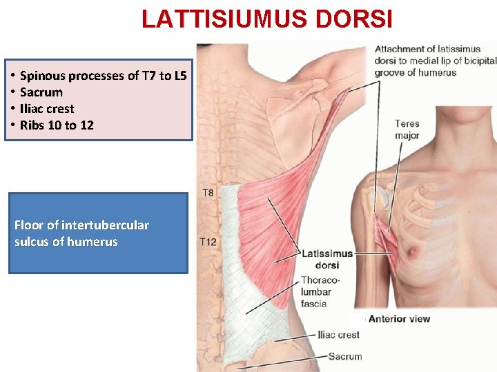 LATTISIUMUS DORSI • • Spinous processes of T 7 to L 5 Sacrum Iliac