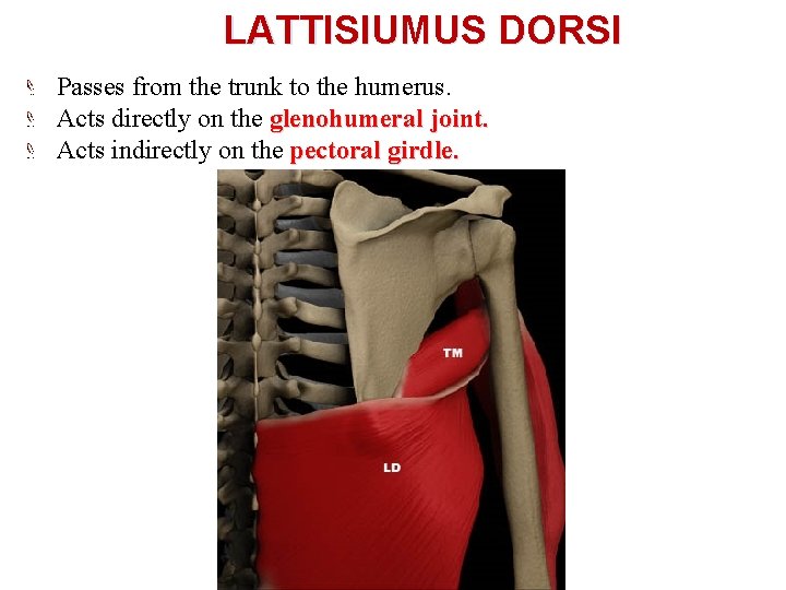 LATTISIUMUS DORSI Passes from the trunk to the humerus. Acts directly on the glenohumeral