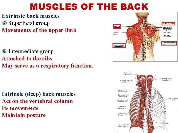 MUSCLES OF THE BACK Extrinsic back muscles Superficial group Movements of the upper limb