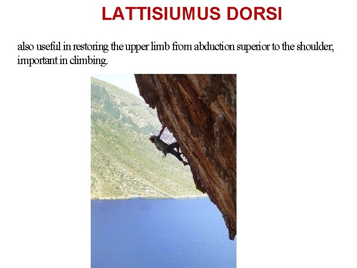 LATTISIUMUS DORSI also useful in restoring the upper limb from abduction superior to the