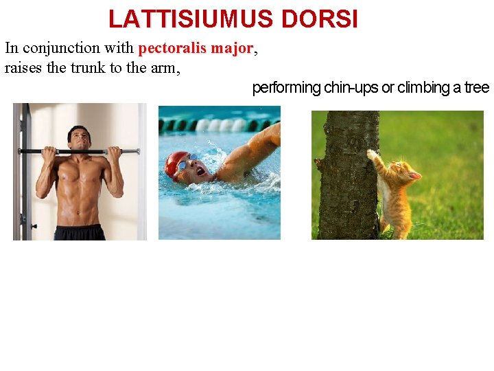 LATTISIUMUS DORSI In conjunction with pectoralis major, major raises the trunk to the arm,