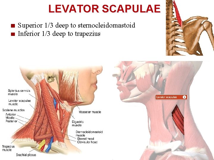 LEVATOR SCAPULAE Superior 1/3 deep to sternocleidomastoid Inferior 1/3 deep to trapezius 