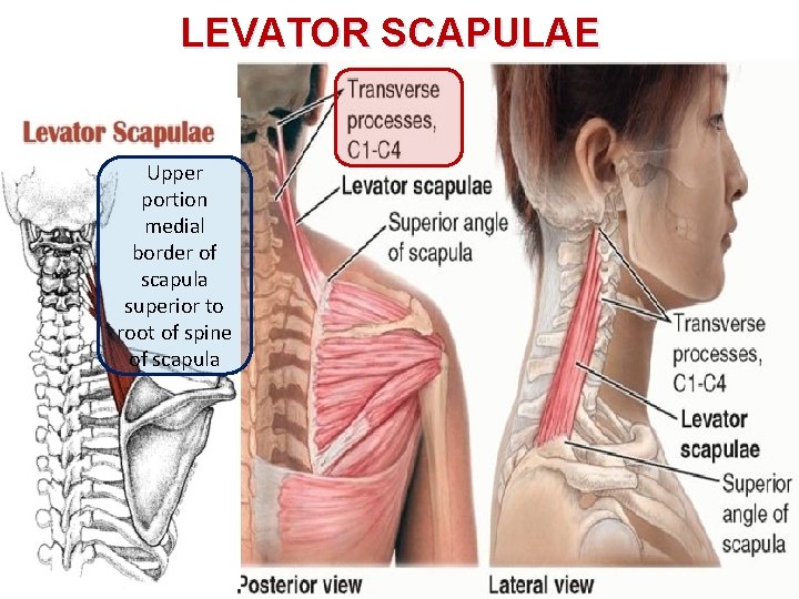 LEVATOR SCAPULAE Upper portion medial border of scapula superior to root of spine of