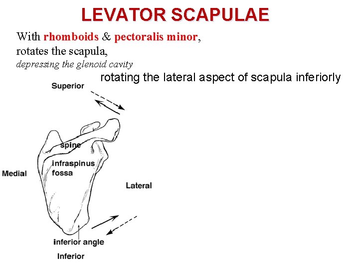 LEVATOR SCAPULAE With rhomboids & pectoralis minor, minor rotates the scapula, depressing the glenoid
