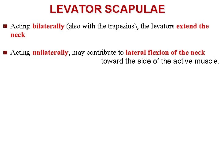 LEVATOR SCAPULAE Acting bilaterally (also with the trapezius), the levators extend the neck Acting