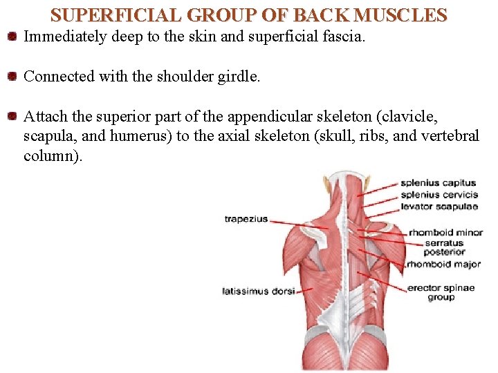 SUPERFICIAL GROUP OF BACK MUSCLES Immediately deep to the skin and superficial fascia. Connected