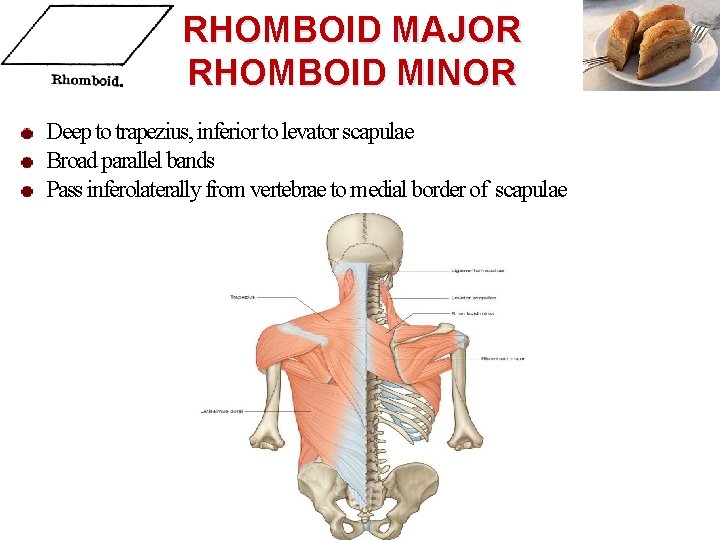 RHOMBOID MAJOR RHOMBOID MINOR Deep to trapezius, inferior to levator scapulae Broad parallel bands