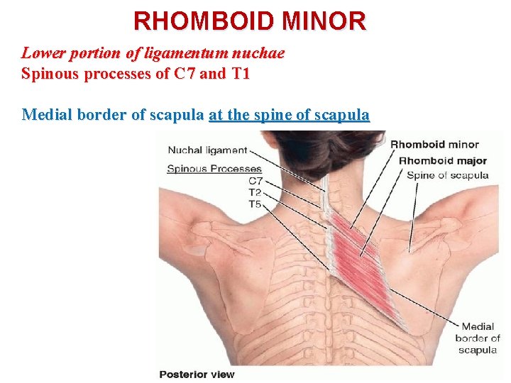 RHOMBOID MINOR Lower portion of ligamentum nuchae Spinous processes of C 7 and T