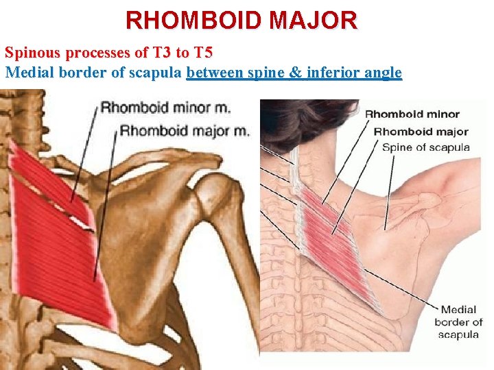 RHOMBOID MAJOR Spinous processes of T 3 to T 5 Medial border of scapula