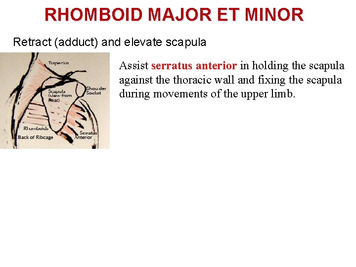 RHOMBOID MAJOR ET MINOR Retract (adduct) and elevate scapula Assist serratus anterior in holding