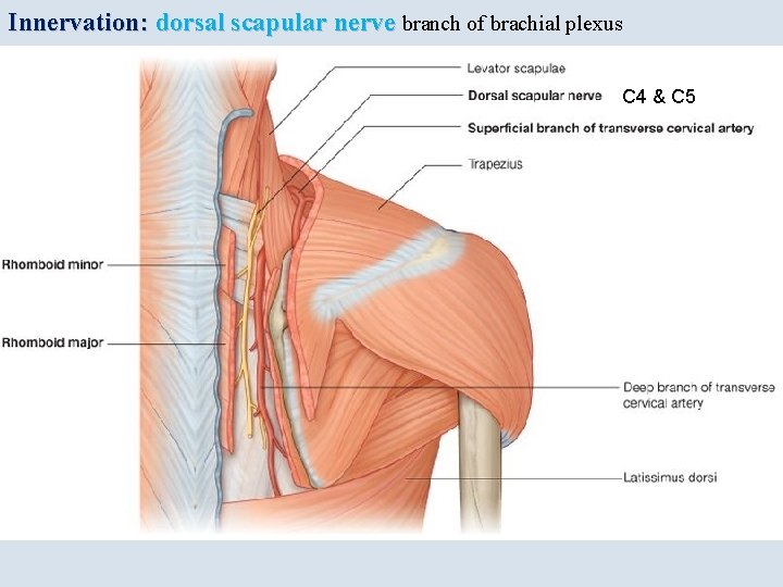 Innervation: dorsal scapular nerve branch of brachial plexus C 4 & C 5 