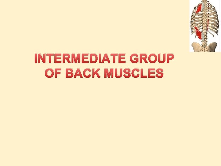 INTERMEDIATE GROUP OF BACK MUSCLES 