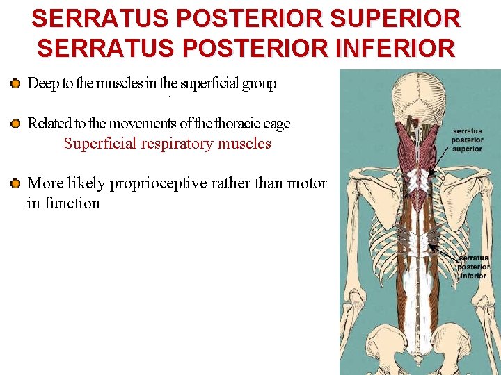 SERRATUS POSTERIOR SUPERIOR SERRATUS POSTERIOR INFERIOR Deep to the muscles in the superficial group.