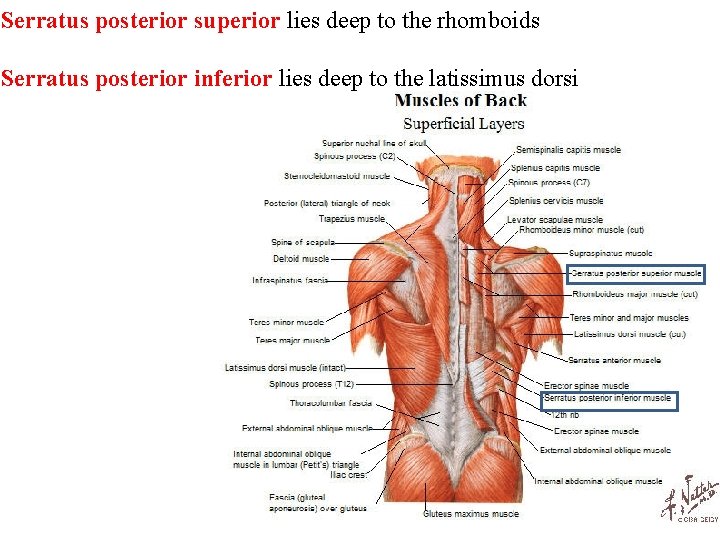 Serratus posterior superior lies deep to the rhomboids Serratus posterior inferior lies deep to