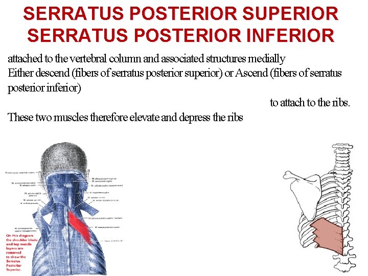 SERRATUS POSTERIOR SUPERIOR SERRATUS POSTERIOR INFERIOR attached to the vertebral column and associated structures