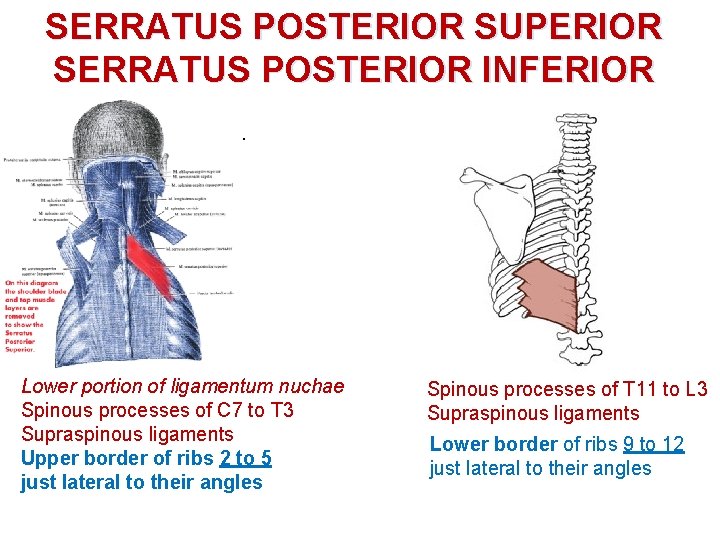 SERRATUS POSTERIOR SUPERIOR SERRATUS POSTERIOR INFERIOR. Lower portion of ligamentum nuchae Spinous processes of