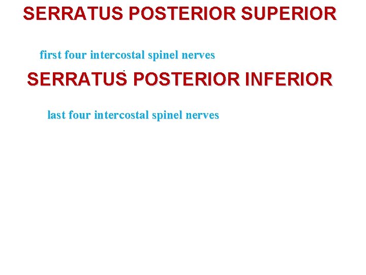 SERRATUS POSTERIOR SUPERIOR first four intercostal spinel nerves. SERRATUS POSTERIOR INFERIOR last four intercostal