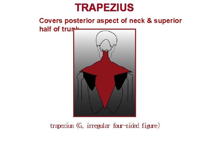 TRAPEZIUS Covers posterior aspect of neck & superior half of trunk trapezium (G. irregular