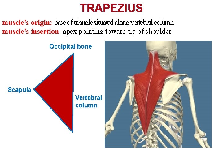 TRAPEZIUS muscle's origin: base of triangle situated along vertebral column muscle's insertion: insertion apex