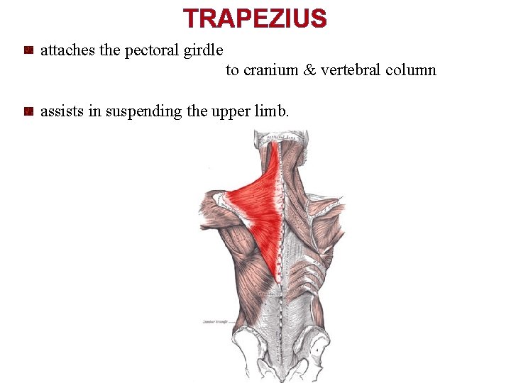 TRAPEZIUS attaches the pectoral girdle to cranium & vertebral column assists in suspending the
