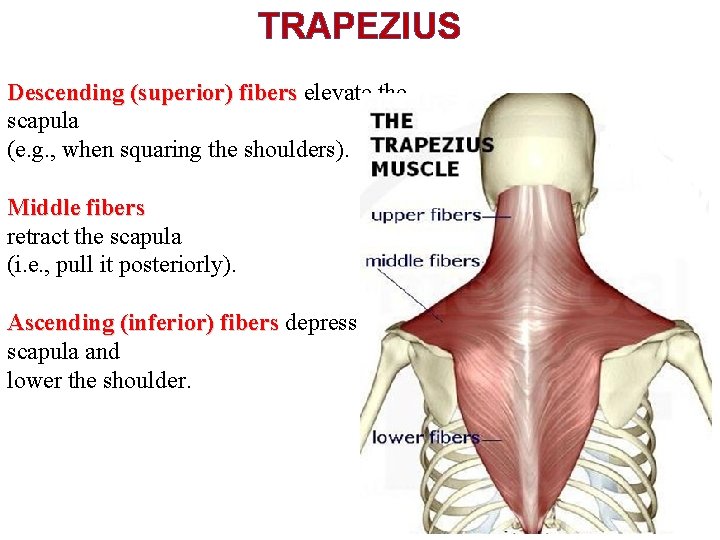 TRAPEZIUS Descending (superior) fibers elevate the scapula (e. g. , when squaring the shoulders).