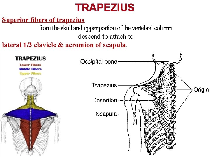 TRAPEZIUS Superior fibers of trapezius from the skull and upper portion of the vertebral