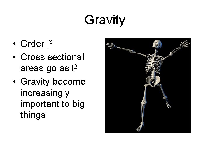 Gravity • Order l 3 • Cross sectional areas go as l 2 •