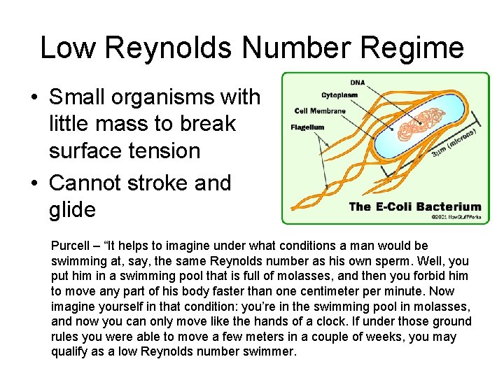 Low Reynolds Number Regime • Small organisms with little mass to break surface tension