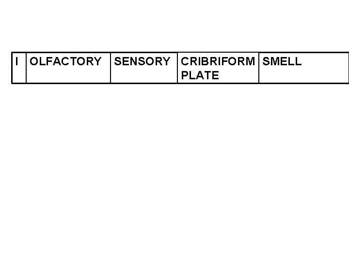 I OLFACTORY SENSORY CRIBRIFORM SMELL PLATE 