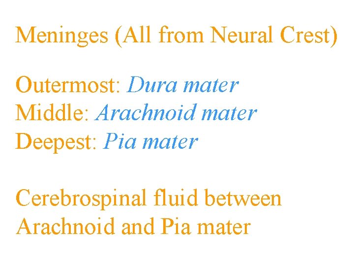 Meninges (All from Neural Crest) Outermost: Dura mater Middle: Arachnoid mater Deepest: Pia mater