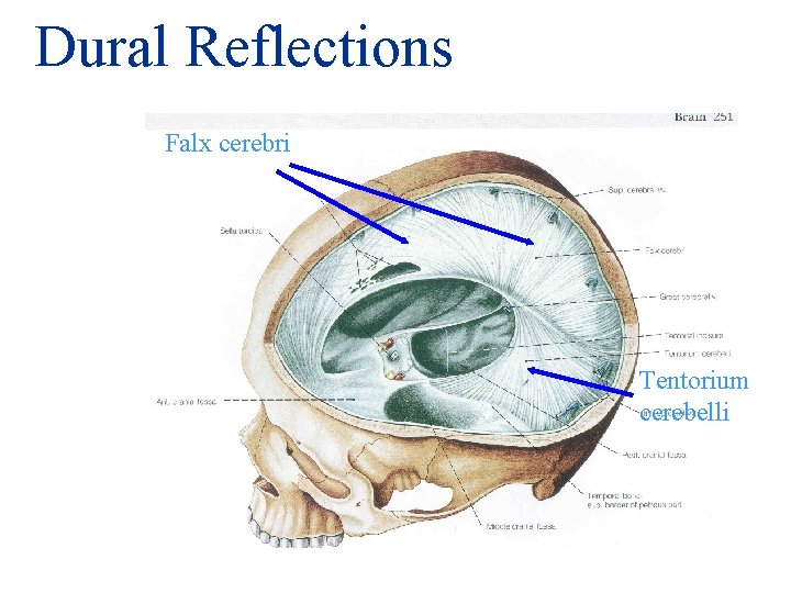 Dural Reflections Falx cerebri Tentorium cerebelli 