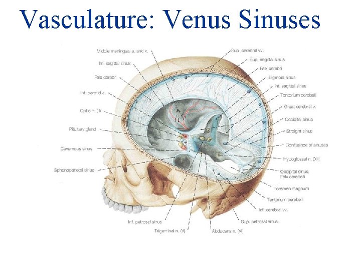 Vasculature: Venus Sinuses 