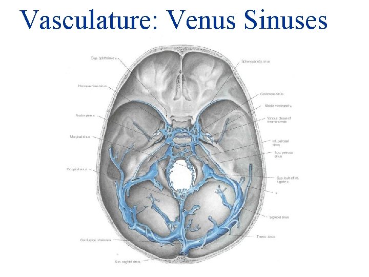 Vasculature: Venus Sinuses 