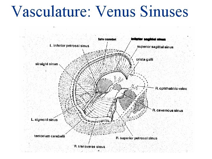 Vasculature: Venus Sinuses 