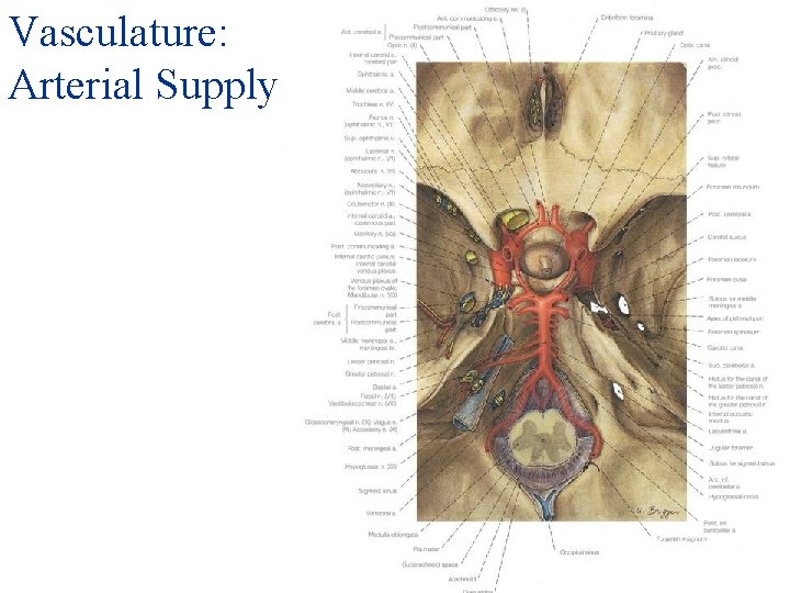 Vasculature: Arterial Supply 