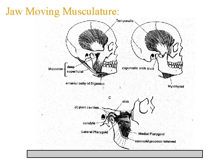 Jaw Moving Musculature: 