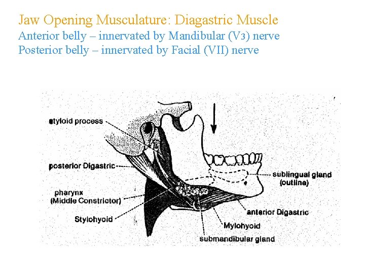 Jaw Opening Musculature: Diagastric Muscle Anterior belly – innervated by Mandibular (V 3) nerve