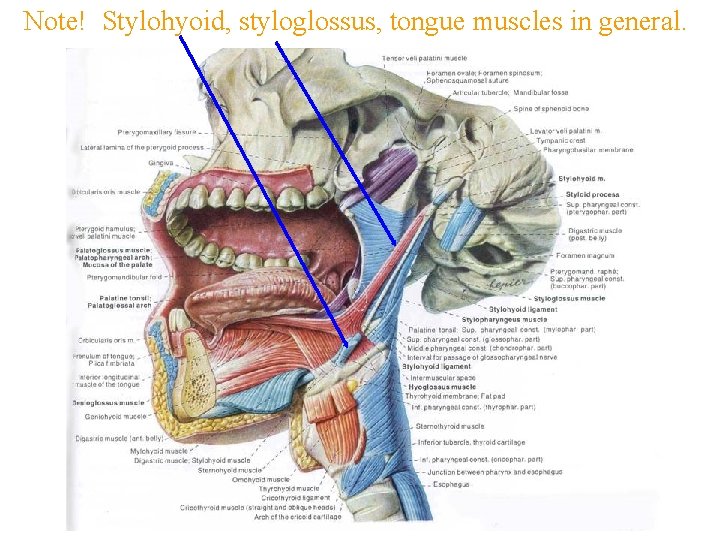 Note! Stylohyoid, styloglossus, tongue muscles in general. 