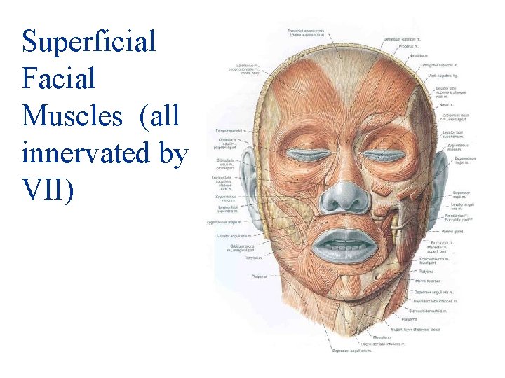 Superficial Facial Muscles (all innervated by VII) 