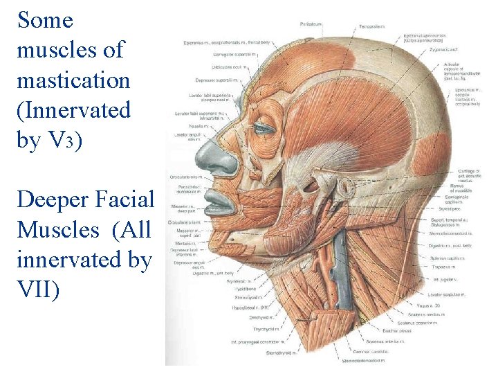 Some muscles of mastication (Innervated by V 3) Deeper Facial Muscles (All innervated by